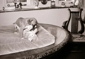 Puppies Prints: Boxer pup wrestling ginger tabby kitten Cats dog dogs puppy puppies kittens