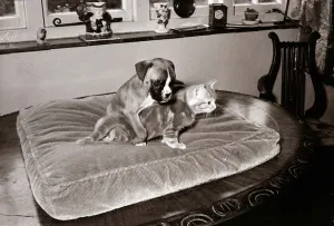 Kitten Prints: Boxer pup wrestling ginger tabby kitten Fighting friendship