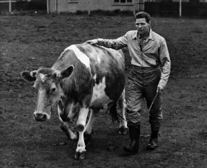 Farmer Prints: Boxer Wally Thom seen here herding in a cow on his West Kirby farm. May 1956 P012369