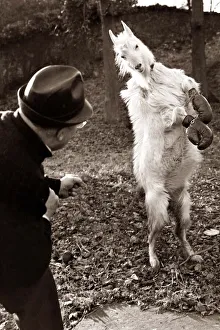 Boxing Dog wearing gloves and standing on his hind legs as a man looks