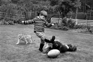 Boy playing rugby with his pet chimp Charles at the Longleat Lion Reserve All is