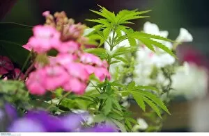 00580 Collection: BPM MEDIA; Cannabis plants growing in six Newport City Council flower pots on the B4591