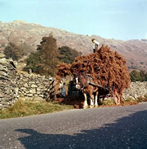 Bracken gathering in Langdale Westmoreland October 1961