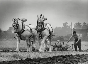 Crops Prints: Brailsford Ploughing & hedgecutting 15th October 1986