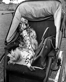 00175 Prints: Bran the English Setter travels in style in this 1900 invalid chair