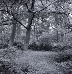 Forest Prints: Bricket Wood Hertfordshire Weather seasons Spring Country Scene