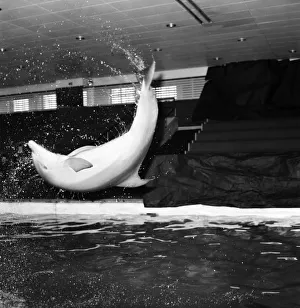 Brightones Dolphinarium: Baby the youngest dolphin at Brightones Dolphinarium was