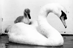 00040 Prints: Bringing up baby. This male swan has taken on the tole of mother to this abandoned cygnet