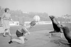 Skill Prints: Bristol City football player Kevin Mabbutt heads the ball to a sea lion at a photocall