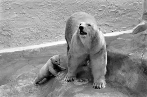 Bristol Zoo: Polar Bear and Cub: The baby Polar Bear at Bristol Zoo