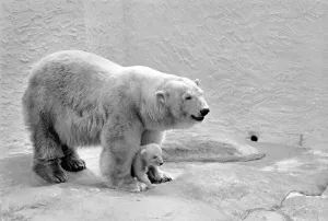 Bristol Zoo: Polar Bear and Cub: The baby Polar Bear at Bristol Zoo