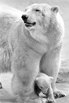 Bristol Zoo: Polar Bear and Cub: The baby Polar Bear at Bristol Zoo