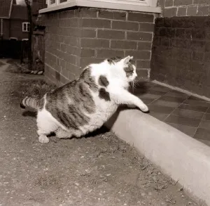 Britains Fattest Cat Large big overweight obese Walking climbing up step