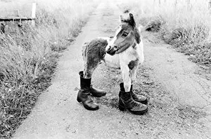 Images Dated 16th August 1980: Britains smallest Shetland Pony Lucky. When she was born she was only 14