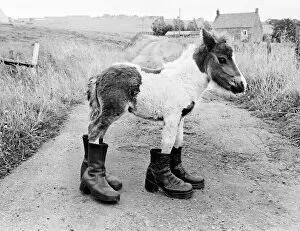 Images Dated 16th August 1980: Britains smallest Shetland Pony Lucky. When she was born she was only 14