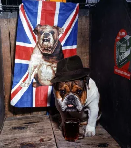 Trilby Prints: British bull dog Jasper and owned by Frey Foy with a pint of ale at the Manchester Dog