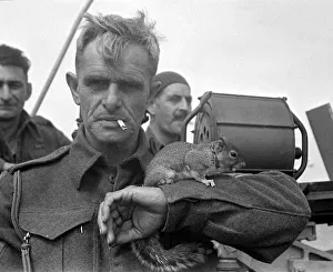 00188 Prints: British soldier with a squirrel on his arm at a Normandy port in Northern France shortly