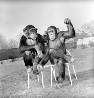 The Brooke Bond tea chimps Vicky (that is the big one) and Rosie play together