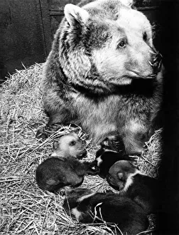 Nine Brown Bear cubs were born to three mothers at Whipsnade Zoo in January and today