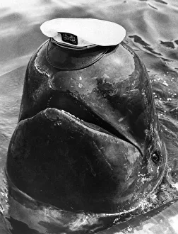 Bubbles the whale is a star attraction at Marineland of the Pacific in California, U. S. A
