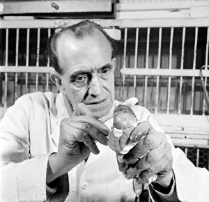 Budgerigar gets beauty treatment at a Slough pet store. March 1958 A684-002