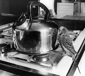 00005 Prints: This budgie better watch he does nt get burned talking to his mirror image