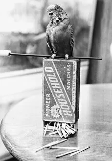 Images Dated 12th March 1978: Budgie sitting on box of matches 1978