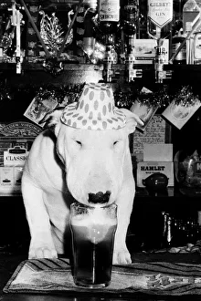 A bull terrier seen here enjoying a couple of pints of stout at his local pub