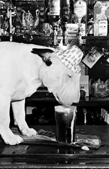 A bull terrier seen here enjoying a couple of pints of stout at his local pub