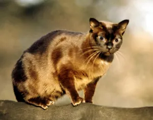 A Burmese cat, 1969. animal animals cat cats domestic pets