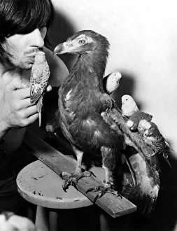 Busker Prints: Busker dont gets the bird in a big way. Busker Don Crown with eagle vulture-Hawk-eye