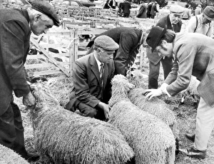 County Prints: Busy judging the Teeswater sheep class at the 113th Danby Show is Mr T Addison