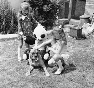 Butch the seven year old boxer belonging to Richard Spouge of Bridgeford