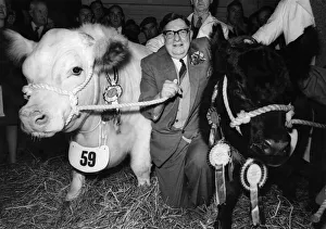 Cows Prints: Butcher James Stewart with cows Esther (right) and Phoenix Freece
