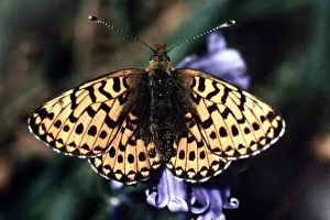 Core33 Prints: Butterfly. A picture of the Pearl-bordered Fritillary found in the Wyre Forest