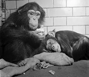 00013 Collection: 'Buttons'and 'Gwendoline'- Chimps at Bristol Zoo