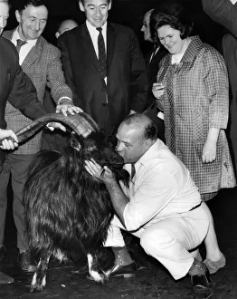 Horns Prints: Butty Sugrue welcomes the wild mountain goat at Euston Station. August 1969 P011780