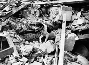 Survivor Prints: The Buzz Bomb Dog. Bill'the heavy rescue mascot working with his colleagues