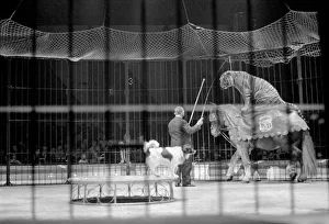 Byla the horse riding tiger provides a thrill at the Belle Vue, Manchester circus