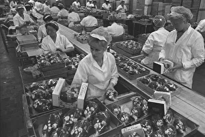 00102 Prints: Cadburys Contrast Easter Eggs December 1966 Ladies working on the Factory