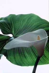 Plants Prints: Calla Lily - Zantedeschia Aethiopica - August 1979