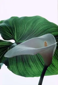 Lily Prints: Calla Lily - Zantedeschia Aethiopica - August 1979 ecard09