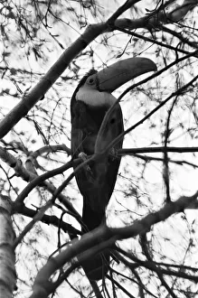 00948 Prints: Calling all toucans. Toby a five year old sulpher breasted toucan got out of his cage