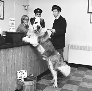 Any calls for me... I m lost! The giant St Bernard takes a look at the office