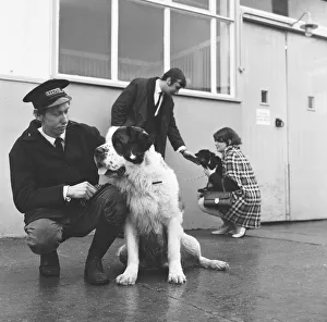 00347 Prints: Any calls for me... I m lost! The giant St Bernard takes a look at the office