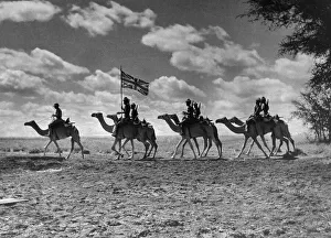 The Camel Corps of the Kings African Rifles October 1945 The Union