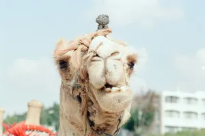 Livestock Prints: Camel, Jerusalem, Israel, Friday 8th November 1991