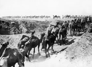 Palestine Prints: The camels of the Imperial Camel Corps part of the Egyptian Expeditionary Force (EEF
