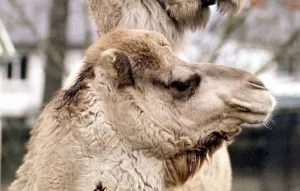 00159 Prints: Camels Jock and Nithanya at Belle Vue Zoo in Belfast January 1971