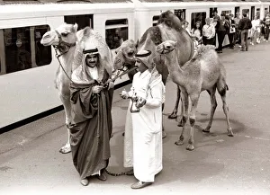 Camels at Olympia Station - August 1986 with Arab handlers